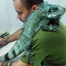 Reel by 🇧🇷 Biólogo Victor Basílio (@victorcbasilio_) · October 4, 2025