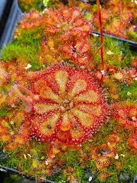 Image result for Drosera dielsiana