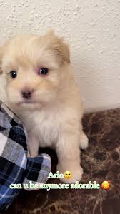 Miniature Schnauzer Albino