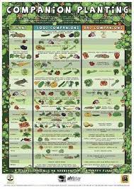 Most vegetable varieties will have no problem maturing before your first frost date. Zone 9 Gardening Quick Reference Companion Planting Chart Companion Gardening Companion Planting Guide