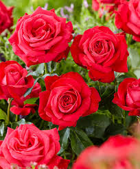 Image result for tea roses