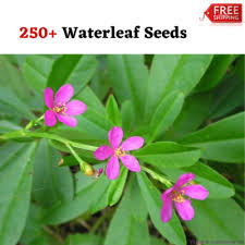 Image result for Talinum portulacifolium