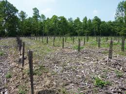 Planter, c'est aussi participer à la richesse et à la diversité du paysage. Les Aides Forestieres Dans Nos Regions La Foret Bouge Centre Val De Loire Ile De France