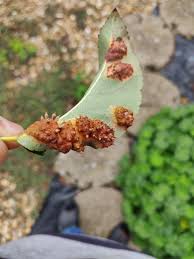 What Are These Raised Brown Sections On The Backs Of The Leaves On My Pear Tree Gardening Landscaping Stack Exchange