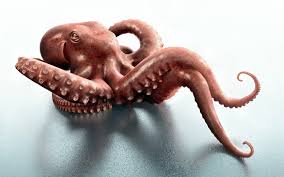 Octopus Image Picture Animal Hd Wallpapers Desktop Background Widescreen Octopus Octopus Images Animals