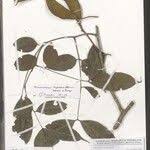 Image result for Englerodendron