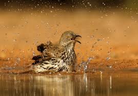 Birds Bring Us Together for the Great Backyard Bird Count