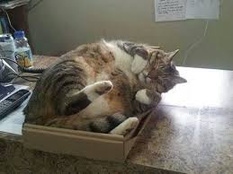 We did not find results for: Just A Fat Cat In The Box On We Heart It