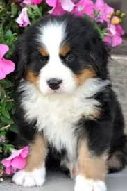 Miniature bernese mountain dogs are very calm and gentle natured. 9 Best Mini Bernese Mtn Dog Ideas Bernese Mountain Dog Puppy Cute Puppies Cute Dogs