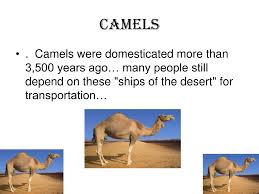 Camel spiders run after humans: Ppt Sahara Desert Powerpoint Presentation Free Download Id 3785433