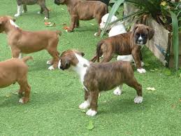 The puppies will be seen by a veterinarian before going to their new homes. Boxer Puppies For Sale Hackettstown Nj 231122