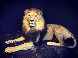 Black Mane Lion Graphic Novel Illustration Aesthetic Art Fantasy Creatures