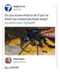 10 If You Re Bitten By A Tarantula Hawk Wasp Funny Pictures Funny Relatable Memes Stupid Funny