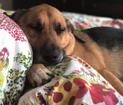 Beagle puppies akc we have pups ready now for fall 2019 all pups go with current shots and worming we have raised healthy puppies for forever family's for 20+ years. German Shepherd Beagle Mix Dog For Adoption Newport Beach Ca Adopt Brinkley