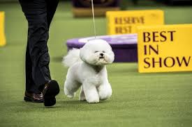 Important information concerning the 2021 events. Westminster Kennel Club Announces 2021 Dog Show Venue Date Change Pet Age