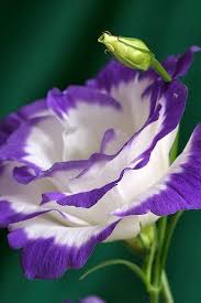 Lisianthus A1 Pictures Beautiful Flowers Amazing Flowers Pretty Flowers