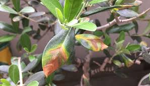 オリーブの葉先が茶色く枯れる原因は ミネラル不足のためフカフカの土に植え替え実施 盆栽 Boooks