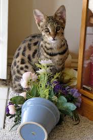 duma our f2 savannah kitty cats planter pots kitty