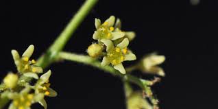 Image result for Searsia acuminatissima
