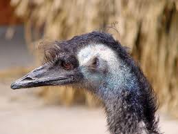 Portrait Of An Emu In 2020 Portrait Emu Animals