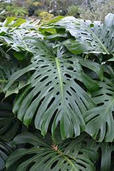 Monstera Deliciosa Plant Monstera Deliciosa In Lethbridge Coaldale Taber Cardston Pincher Creek Alberta Ab At Green Haven Garden Centre
