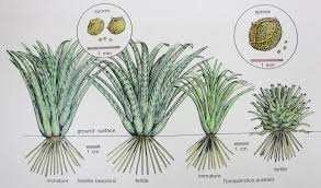 Image result for Isoetes