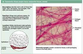 Pin On Connective Tissue