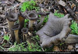 Trompette De La Mort Trompette De La Mort Champignon Comestible Champignon
