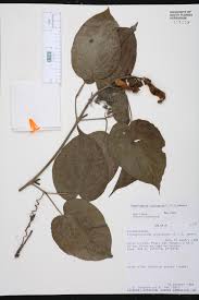 Image result for Amphilophium