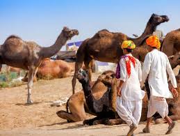 Pushkar camel fair is one of the main tourist attraction for international tourists to visit the state of. Pushkar Camel Fair 2021 Pushkar Mela Rajasthan 2021 Dates