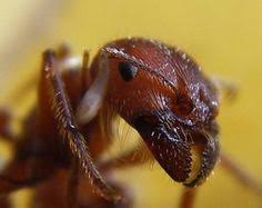 Most people turn to a pest control company as soon as they detect a pest infestation in their home. 14 Ants Ideas Ants Pest Control Get Rid Of Ants
