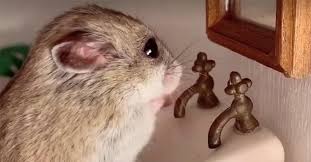 The lana del rey cult, in case you're wondering, is a group of fans who have been supporting and defending her against the recent backlash she's been getting. How One Tiktok Hamster Is Doling Out Advice On The Coronavirus