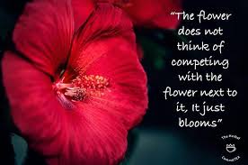 Like This Beautiful Hibiscus Flower Just Bloom Did You Know That Hibiscus Flower Has Many