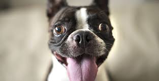 Please select petrescue id pet name group article. English Bulldog Dog Breed Profile Petfinder