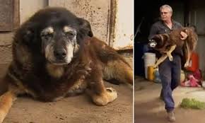 We work every day to bring you discounts on new products across our entire store. Maggie The Kelpie Thought To Be The World S Oldest Dog Dies Aged 30 Daily Mail Online