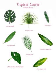 Various Popular Tropical Leaves For Floral Arrangements Tropical Flower Arrangements Tropical Floral Arrangements Tropical Leaves
