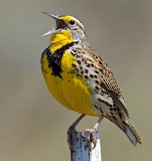 Sighting of the Month: Western Meadowlark | Dave-DeWitt.com