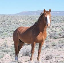 Blazer Horses Mustang Animals