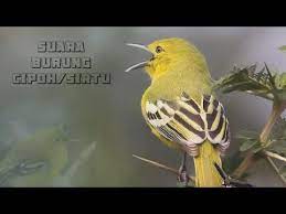 Suara Burung Sirtu Cipoh Youtube Bird Youtube