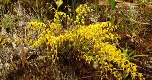 Trichosalpinx Dirhamphis Orquideas Flores