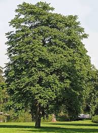 hemelboom wikipedia tree kleine bomen bostuin
