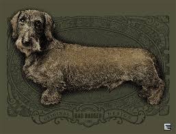 Image result for jezevčík drsnosrstý