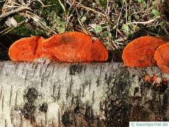 Erfahr alles zu diesem ausflugsziel mit 52 bildern und 2 toller pilz baum. Baumpilze Ubersicht Baumportal