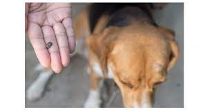La maladie de lyme touche aussi bien les chiens que les humains. Maladie De Lyme Chez Le Chien Comment La Soigner
