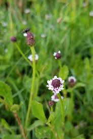 Image result for Phyla nodiflora