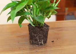 Rubi is currently the most economically damaging of all pests and diseases that affect breeding for root rot resistance is a major objective of the breeding programme at the james hutton institute. Wild Interiors Treating Root Rot And Soft Rot In Houseplants