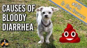 If your puppy is pooping blood, he needs to be taken to the veterinarian immediately. Why Is There Blood In Your Dog S Stool Dog Health Vet Advice Youtube