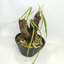 Image result for Xerophyta trichophylla