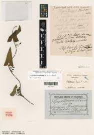 Image result for Lepistemon