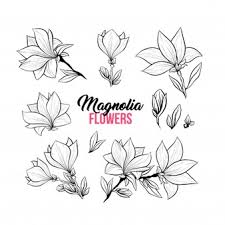 Magnolia flower clipart free download! Magnolia Flower Images Free Vectors Stock Photos Psd